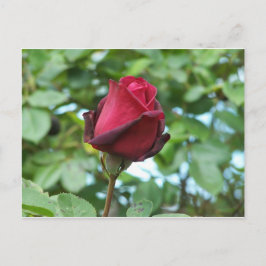 Carte Postale rose rouge