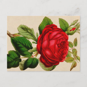 Carte Postale rose rouge