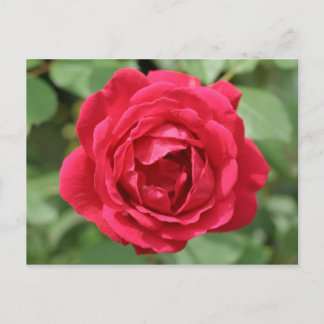 Carte Postale rose rouge