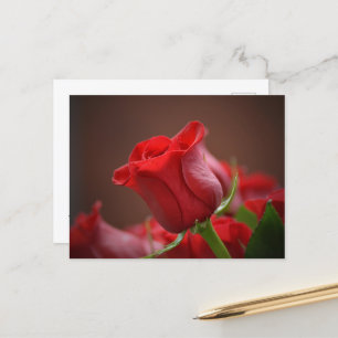 Carte Postale rose rouge