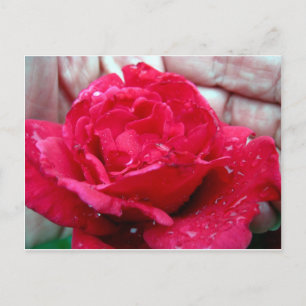 Carte Postale Rose rouge