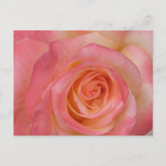 Carte postale Rose rouge