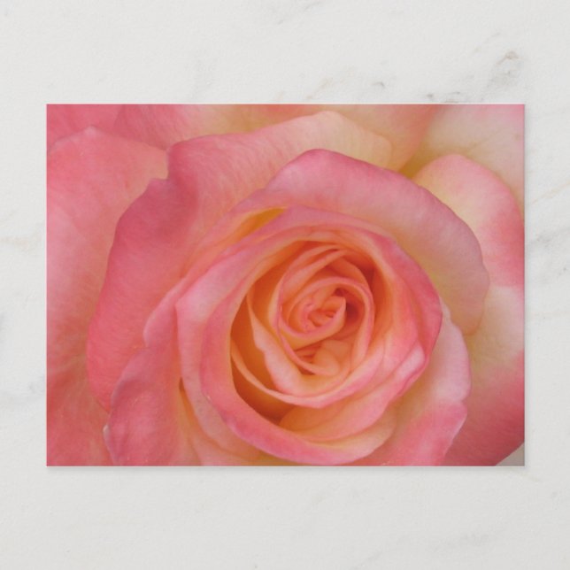 Carte postale Rose rouge (Devant)