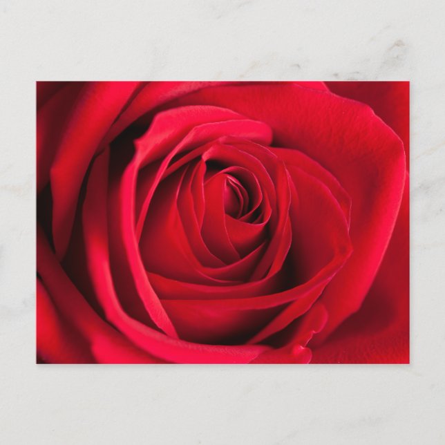 Carte Postale Rose rouge (Devant)
