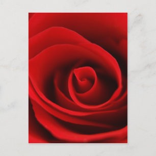 Carte Postale rose rouge