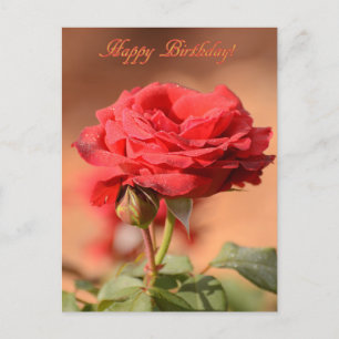 Carte Postale Rose rouge avec Bud Joyeux anniversaire