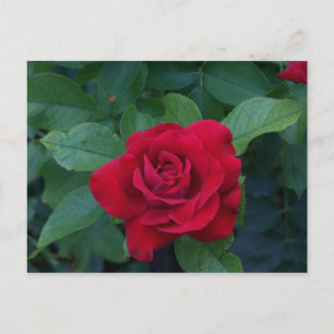 Carte Postale Rose rouge de près
