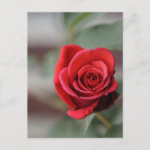 Carte postale Rose Rouge Élégance Photographie