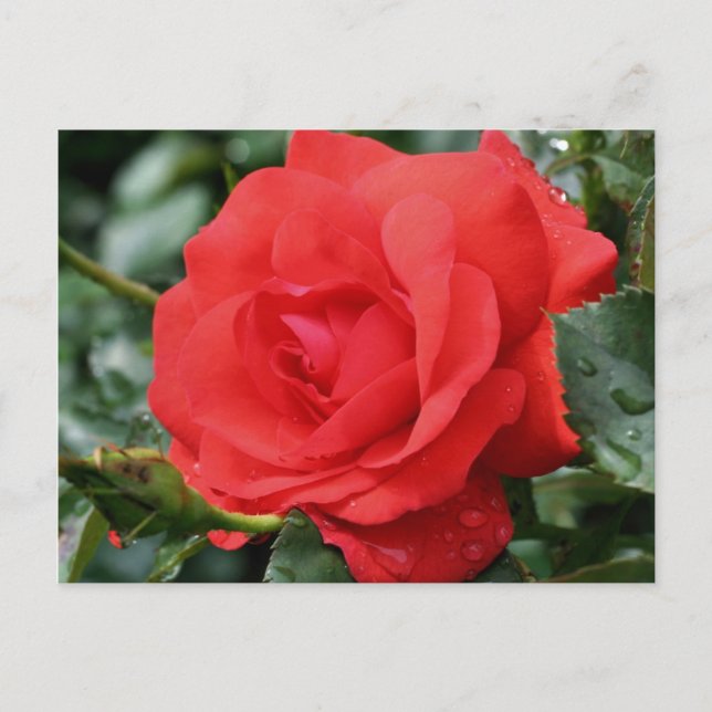 Carte Postale Rose rouge en fleur de fleurs Photocarte postale (Devant)