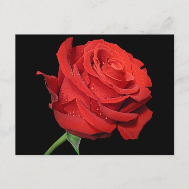 Carte Postale Rose rouge Fleur noir floral (Devant)