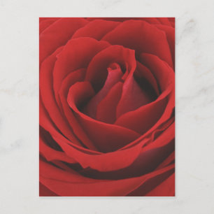 Carte Postale Rose rouge florissante