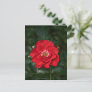 Carte Postale Rose rouge P6568