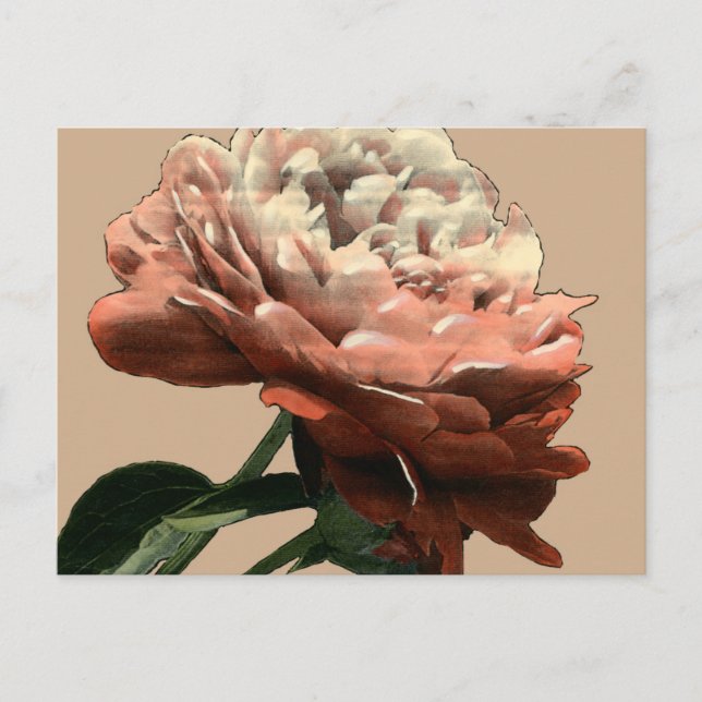 Carte Postale Rose rouge rubis aux accents blancs (Devant)