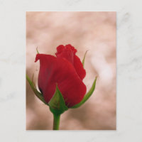 Rose rouge simple