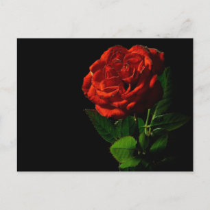 Carte Postale Rose rouge sur Floral noir