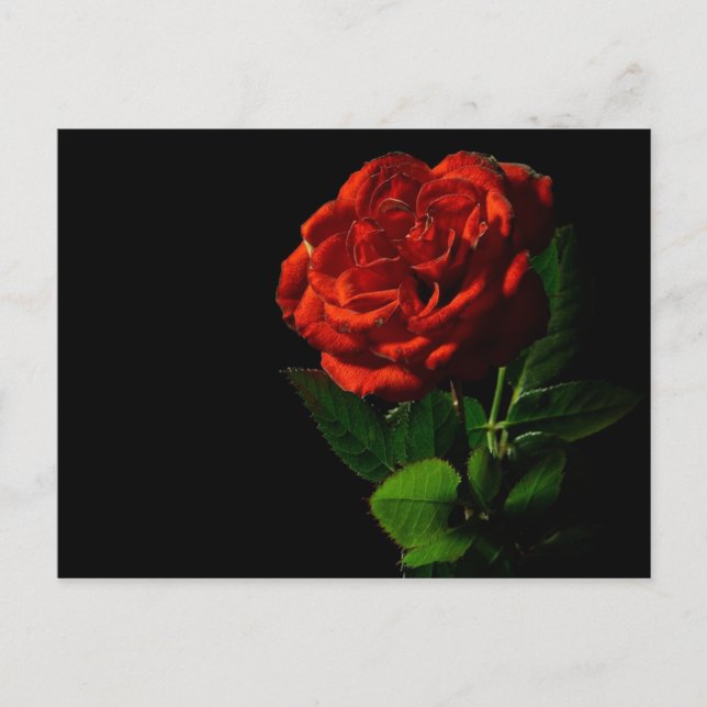 Carte Postale Rose rouge sur Floral noir (Devant)