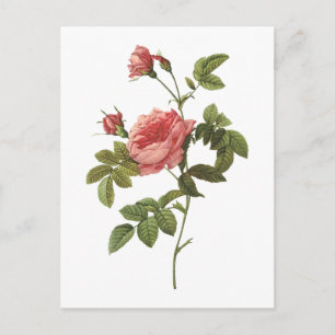 Carte Postale rose sans épines (Rosa inermis) par Redouté