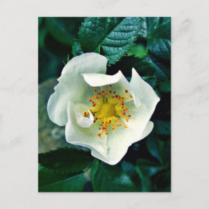 Carte Postale Rose sauvage