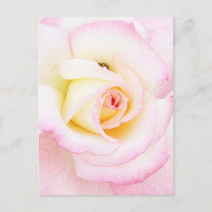 Carte Postale Rose souple