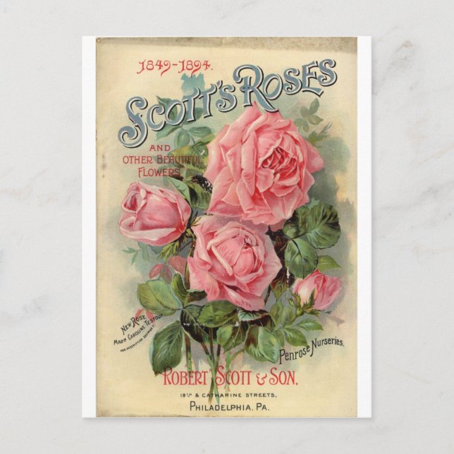 Carte Postale Rose vintage (Devant)