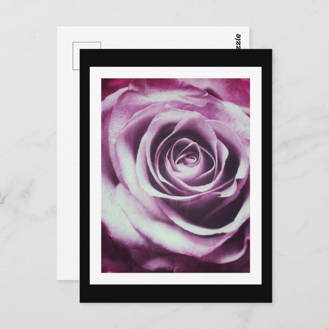 Carte Postale Rose Vintage (Devant / Derrière)