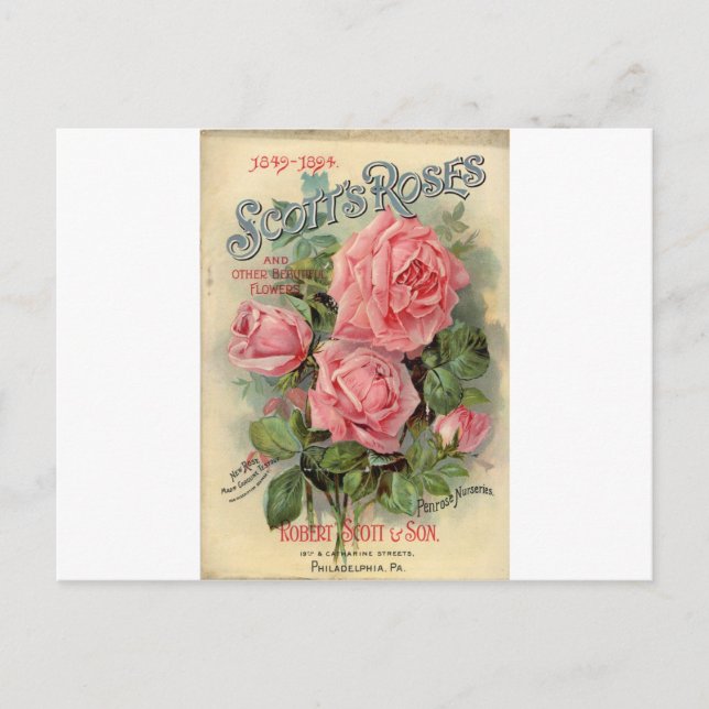 Carte Postale Rose vintage (Devant)