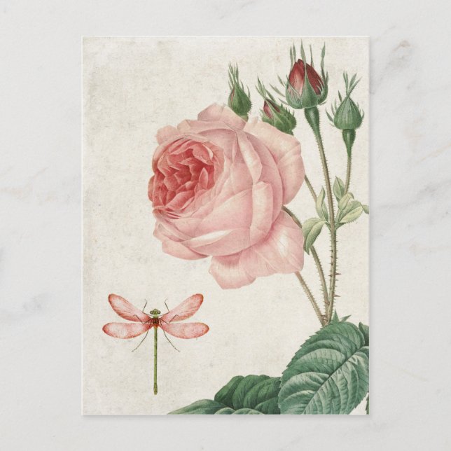 Carte Postale Rose vintage et libellule (Devant)