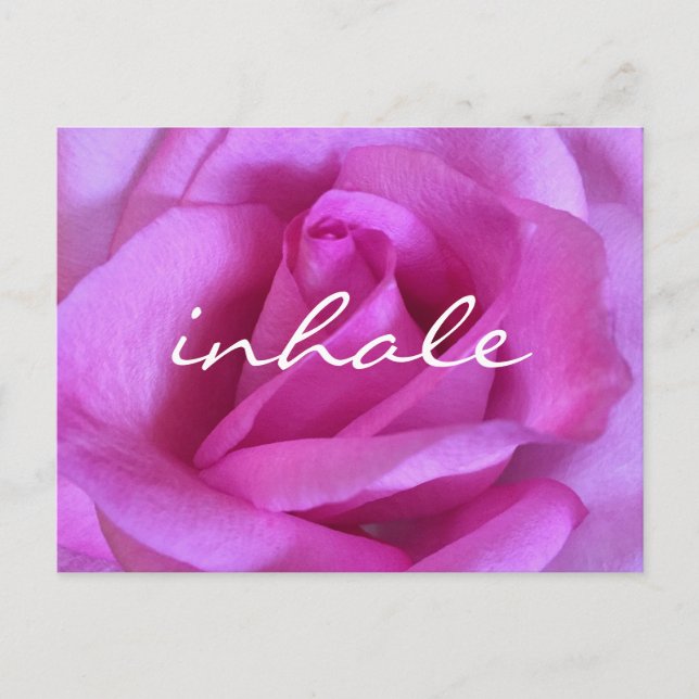Carte Postale Rose violet Fleur Rose Gras Photo Inhale Script (Devant)