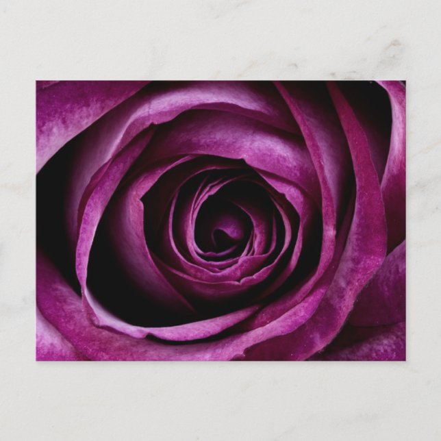 Carte postale Rose violet profond (Devant)
