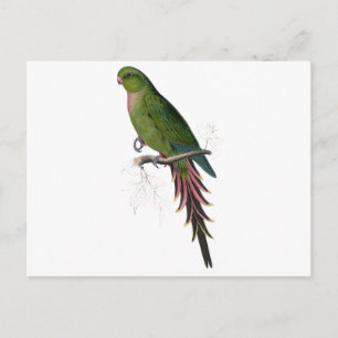 Carte Postale Roseate Parrakeet par Edward Lear