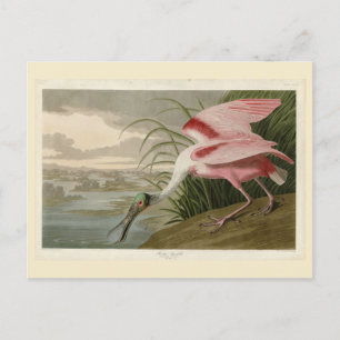 Carte Postale Roseate Spoonbill from Audubon's Birds of America