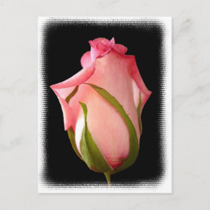 Carte Postale Rosebud rose avec bordure fantaisie