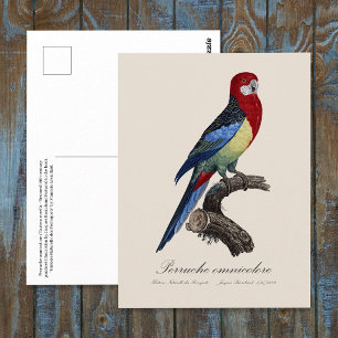 Carte Postale Rosella orientale ou Perruche à tête pâle