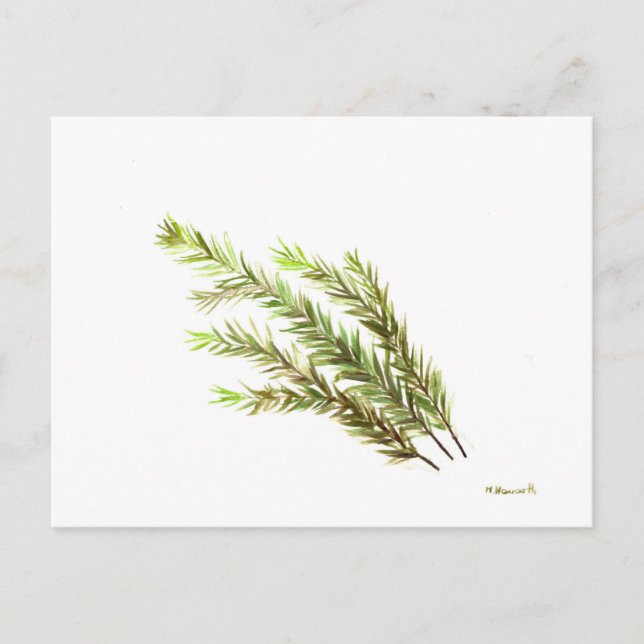 Carte Postale Rosemary herbe cuisine art aquarelle peinture (Devant)