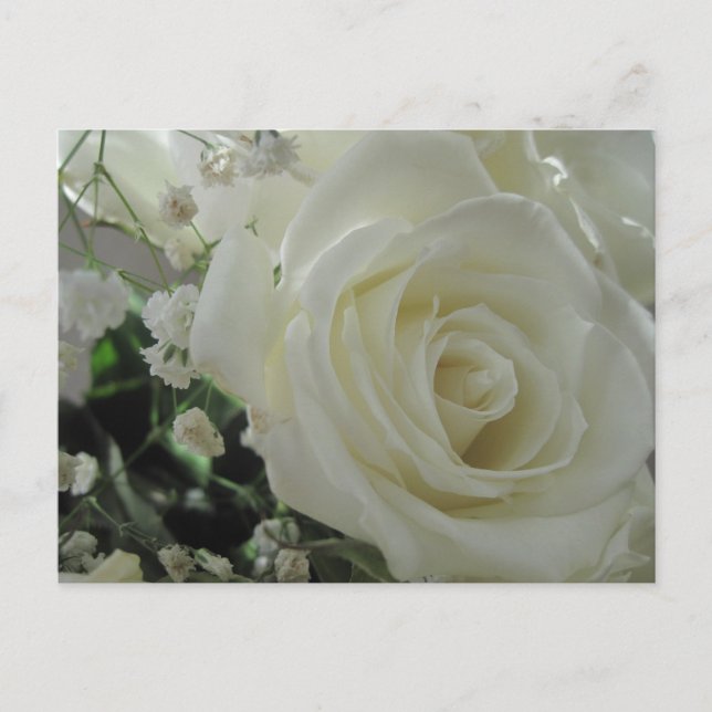 Carte Postale Roses blanches (Devant)