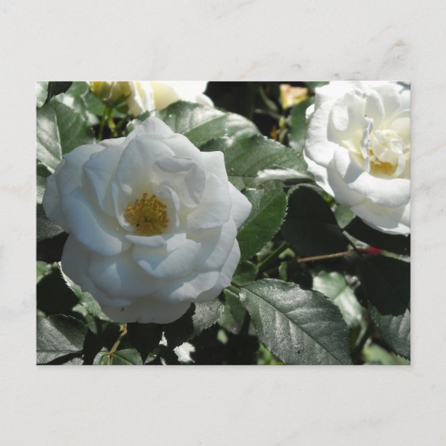 Carte Postale Roses blanches élégantes (Devant)