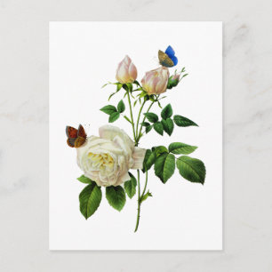 Carte Postale Roses blanches et papillons par Redoute