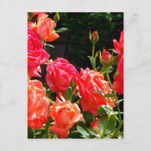 Carte Postale Roses de corail romantique