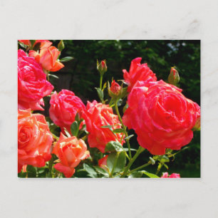 Carte Postale Roses de corail romantique