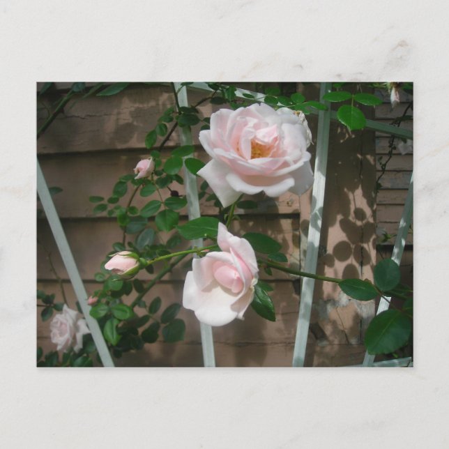 Carte Postale roses escalades roses (Devant)