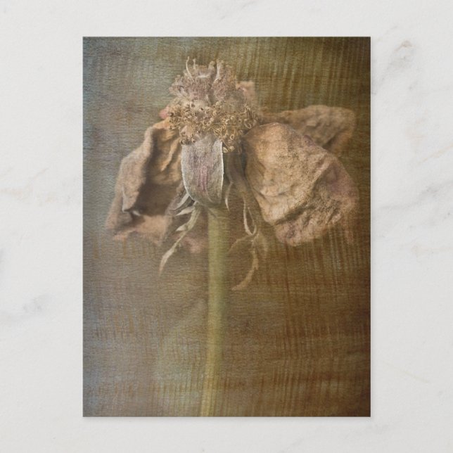 Carte Postale Roses et rouille no 3 (Devant)