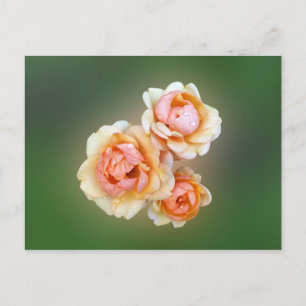 Carte Postale roses jaunes