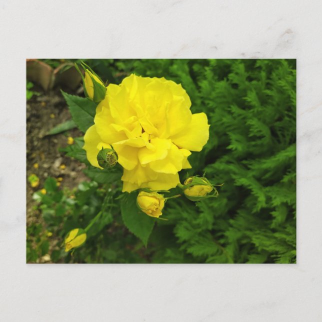 Carte Postale Roses jaunes bulgares (Devant)