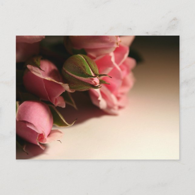 Carte Postale Roses roses (Devant)