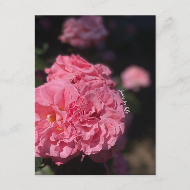 Carte Postale Roses roses (Devant)