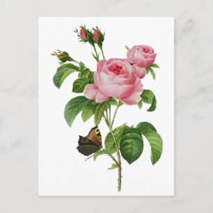 Carte Postale Roses roses de Redoute