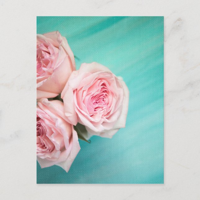 Carte Postale Roses roses roses et arrière - plan turquoise (Devant)