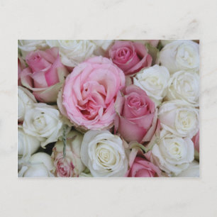 Carte Postale roses roses roses et blanches de Therosegarden