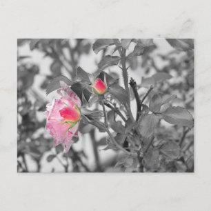 Carte Postale Roses roses roses rose Couleur Splash Photo