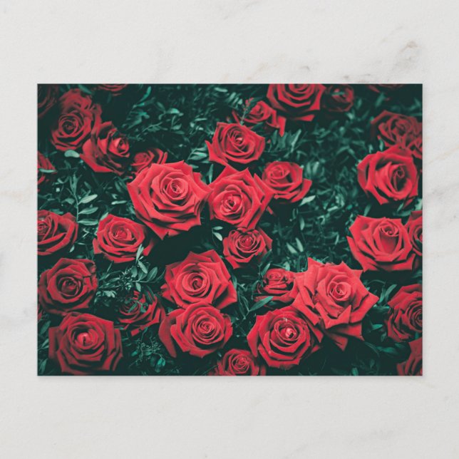 Carte Postale Roses rouges (Devant)